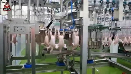 现代化鸡肉加工厂,惊人的食品加工机器,鸡在这就像一件工业产品